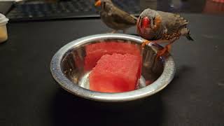 Zebra finches and watermelon [upl. by Esya]