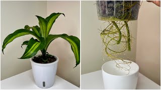 How To ROOT a Dracaena Fragrans or Corn Plant or Fortune Plant in Water 140 DAYS UPDATES [upl. by Chlori]