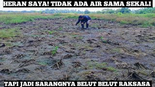 Kuasa ALLAH Itu Nyata Ditanah Kering Kerontang Ini Jadi Markasnya Belut Belut Raksasa Kalimantan [upl. by Ahsitak]