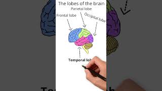 The lobes of the brain  Neuroscience [upl. by Musa]