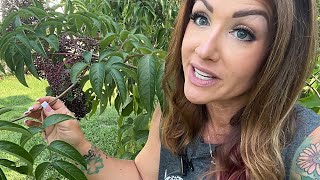 Elderberries How To Harvest amp Process This Natural Medicine [upl. by Ahseret]