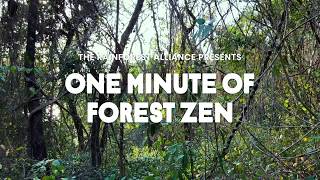 One Minute of Forest Zen – Azuero Peninsula [upl. by Minardi]