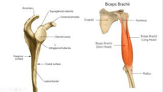 Arasınav denemesi 1 OsteolojiArtrolojiGörselli Çözüm 1025 soru İnsan Anatomisi TUS DUS SBF Tıp [upl. by Leen934]