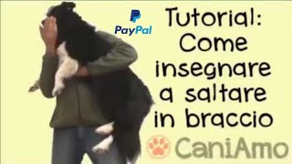 Tutorial 1 con clicker Come insegnare al cane a saltare in braccio dogcatch passo dopo passo [upl. by Hesky]