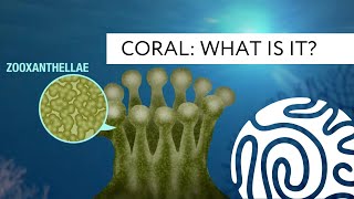 Coral What is it [upl. by Godred]