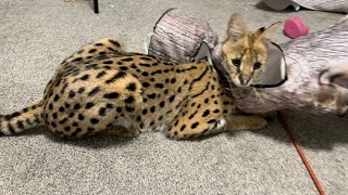 Playing with Pet Serval [upl. by Durand149]