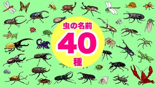 【昆虫の名前】こんちゅうのなまえ40種以上〈カブトムシ ノコギリクワガタ ザリガニ カマキリ スズメバチ トンボ〉【ひらがな 幼児向け 子ども向け】 日本語 Hiragana bug Japanese [upl. by Sato329]