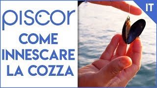 Come innescare la cozza per la pesca in mare [upl. by Nailuj]