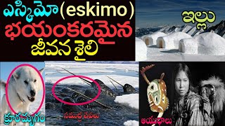 ఎస్కీమో భయంకరమైన జీవన శైలి  Unknown Facts About Eskimos amp Their Life Style  News Mantra [upl. by Etnahsal]