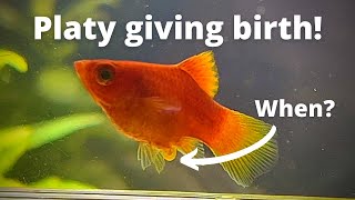 How to tell when Platy will give birth Amazing Platy birth video [upl. by Kat]