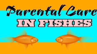 Parental Care in Fish Complete discussion  With full Notes [upl. by Ruthy]