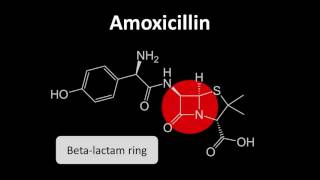 Medicines Safety  CoAmoxiclav Part 1 [upl. by Valeda]