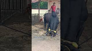 Murattu kaalai 🔥🔥🐃sempozhil murattukaalai jallikattu kaankeyan jallikattusong trending karthi [upl. by Ringler]