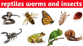 reptiles worms and insects name in English। सभी कीड़े मकोड़े के नाम । reptiles and insects name [upl. by Enautna]