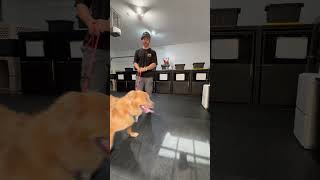 Scared Golden Retriever Has First Lesson goldenretrieverpuppy goldenretriever goldenretrievers [upl. by Zondra]