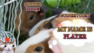 TELLING THE NAMES OF THE GUINEA PIGS OUTSIDE [upl. by Etterb701]