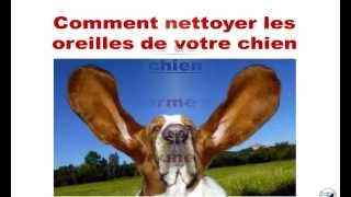 Pas de coton tige pour le nettoyage des oreilles de chien ou chatmp4 [upl. by Accebber724]