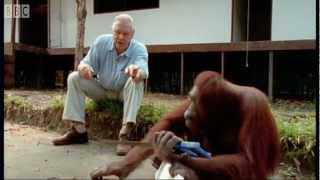 Attenborough Amazing DIY Orangutans  BBC Earth [upl. by Kira]