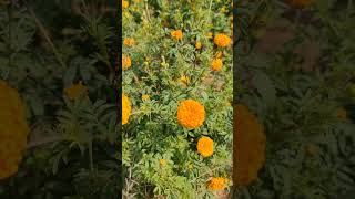 Mudda Banthi Puvvu marigoldflowers banthi Chintu0895 farming [upl. by Kinata]