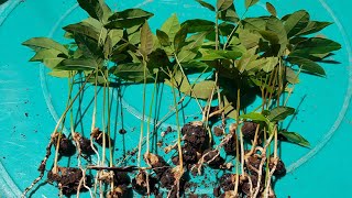 HOW TO PLANT LONGAN FRUIT  DIMOCARPUS LONGAN  PARANG LANSONES ANG BONGA NITO [upl. by Resee]