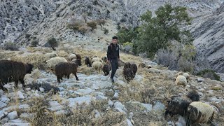 IRAN nomadic life  daily routine village life of Iran  Nomadic lifestyle of Iran [upl. by Nakre]