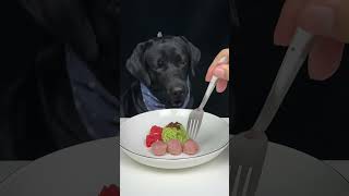 When food smells too good for Labrador to wait Cute pet debut plan The daily life of a silly dog [upl. by Mast29]