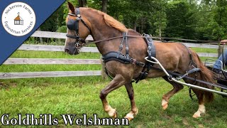 Goldhills Welshman  2008 Section D Welsh Cob WPCSA by Okeden Taffy X Goldhills Welsh Legacy [upl. by Mckinney]