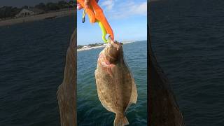 FLOUNDER ONE OF MY FAVORITES TO TARGET 🎣 saltlife fishing fishingvideo saltwater fish va [upl. by Yadahs]