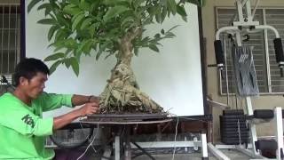 Bonsai Tutorials for Beginners Planting a Large Ficus on a Flat Tray [upl. by Anikehs]