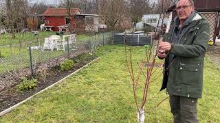 Baumschnitt junge Bäume Obstbäume schneiden Gartenumbau Teil 4 [upl. by Edwyna465]