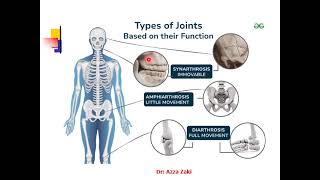 Lecture 3 Articular System Joints2024 DR AZZA ZAKI [upl. by Airdnassac]