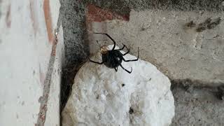 Black Widow Spider Mating Ritual [upl. by Peyton]