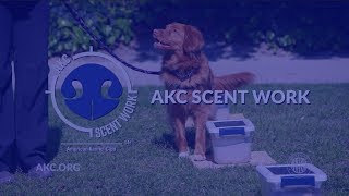 AKC Scent Work  Intro to Dog Sports [upl. by Eduj]