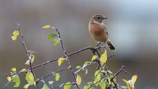 Female European Stonechat catching flies Crossness Nature Reserve 4k [upl. by Crofton]