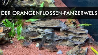 Der OrangenflossenPanzerwels  Corydoras sterbai [upl. by Howland]