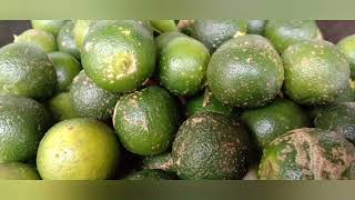 Nutritional facts and health benefits of Calamansi fruits healthbenefits [upl. by Turrell]