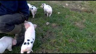 Piglets playing outside [upl. by Gertrudis]