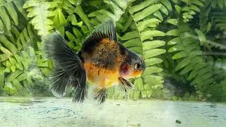 16699 Kirin Rosetail Oranda [upl. by Hugues520]