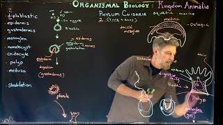 Phylum Cnidaria Introduction and Body Plan [upl. by Airad]