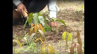 Krishi Darshan  Softwood grafting in Mango [upl. by Jerri885]