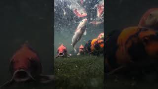 Imported koi fishes  fish farm thrissur [upl. by Penman467]