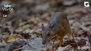 Le chevrotain aquatique [upl. by Player]