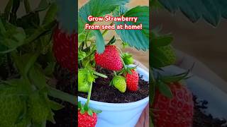 Grow Strawberries from Seed at Home  Easy DIY Gardening Hack 2024 gardening nature satisfying [upl. by Oznohpla505]