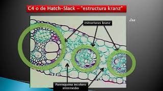 Unidad 14 Anatomía foliar 3° de 6 vídeos Mesófilo estructura Krantz C4 [upl. by Nessej450]