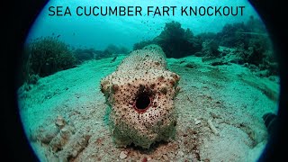 Sea Cucumber KOs Sea Cucumber with Fart [upl. by Nonna]