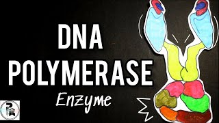 DNA Polymerase Enzyme paperpenbiology DNA Pol 1 amp 3 function in DNA Replication [upl. by Andie434]