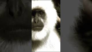 WILD Life DOCUMENTARY Humanoide [upl. by Hippel879]