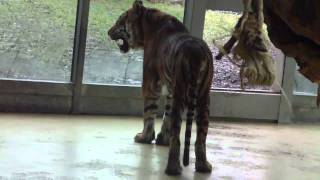 Virtual Tour of the Augsburg Zoo  Sumatra Tiger  Striped Hyena  Coatis  Rhino  Lions [upl. by Aihsar]