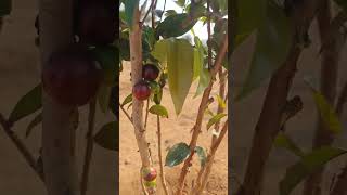 Jaboticaba fruits in SS EXOTICS jaboticaba telangana [upl. by Omsare766]