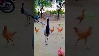 Demoiselle Bird M Shahid Official 2 youtubeshorts subcribe villagelife humtv [upl. by Bohner]